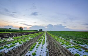 Wide view of farmland with rows of crops under a colorful sunset sky.