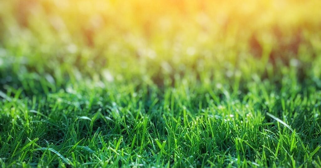 Vibrant green grass under warm sunlight, a tranquil outdoor scene.